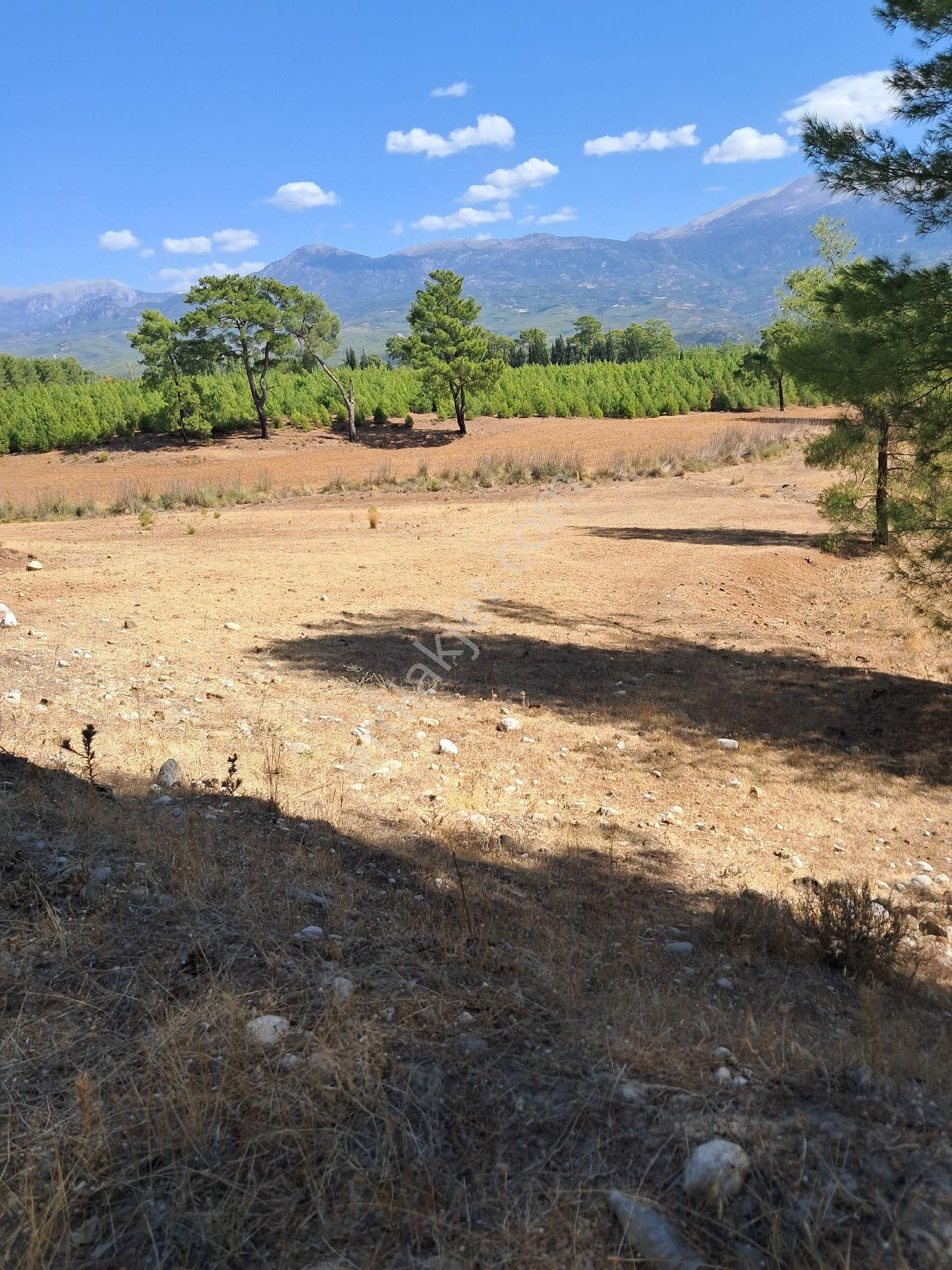 Seydikemer Çobanlar Satılık Tarla Mercan Gayrimenkul'den Seydikemer Çobanlar'da Müstakil Tapu 3.120m2 Tarla