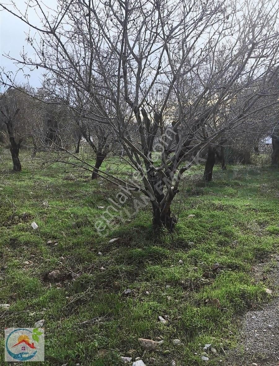 Datça Yaka Satılık Konut İmarlı Üç Adet Hisseli Yerim Satılık