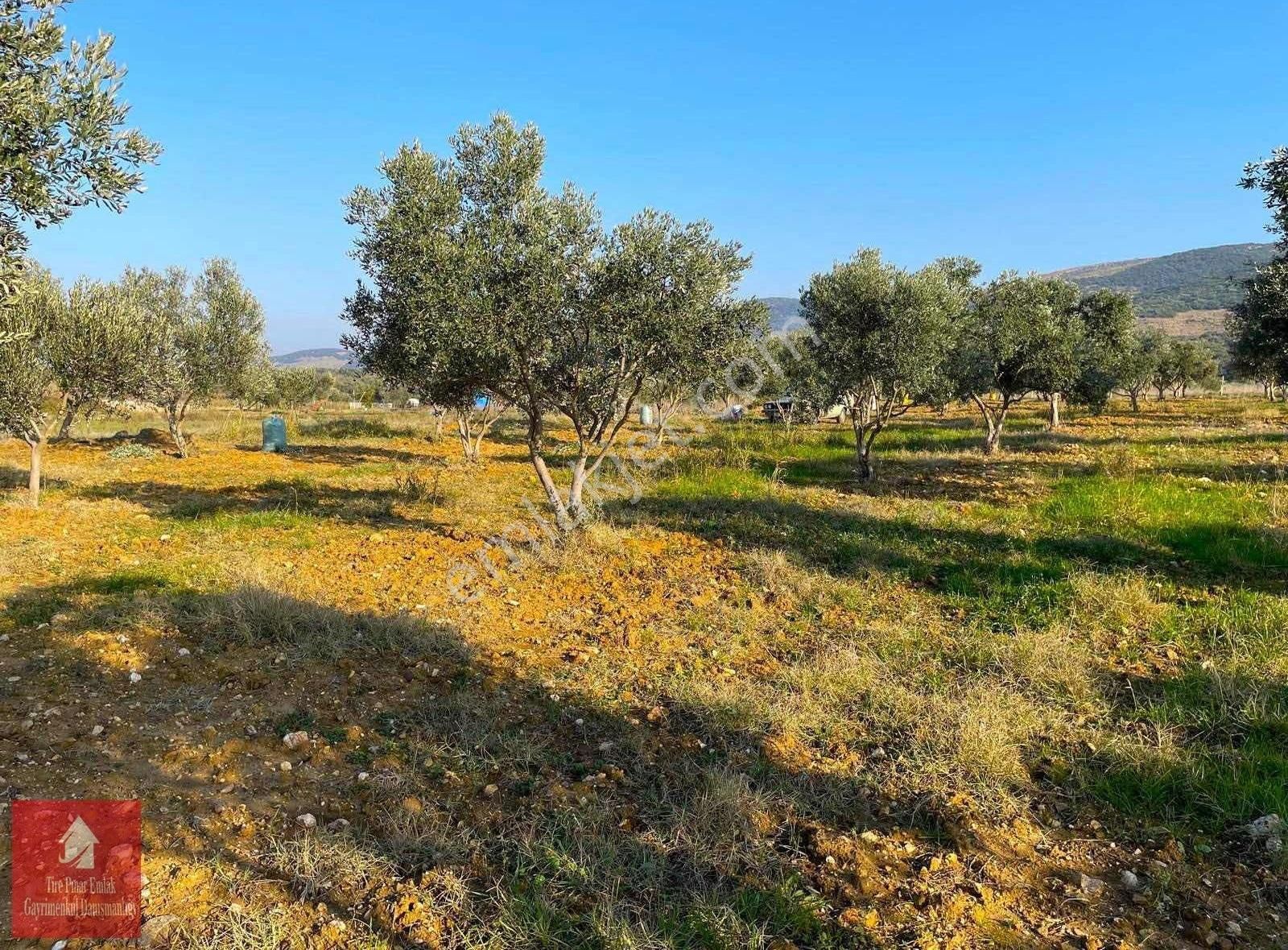 Tire Yenioba Satılık Tarla Satılık Kupon Zeytin Bahçesi