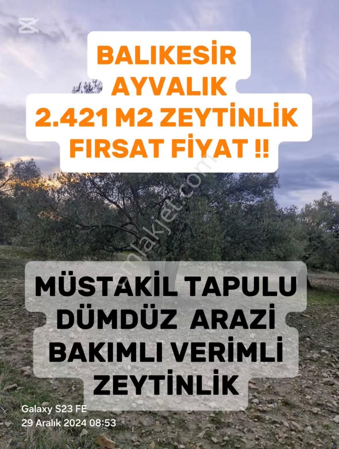 Ayvalık Mutlu Satılık Tarla Balıkesir Ayvalık Mutluda 2.420 M2 Zeytinlik Fırsat Fiyata Satılıktır !!