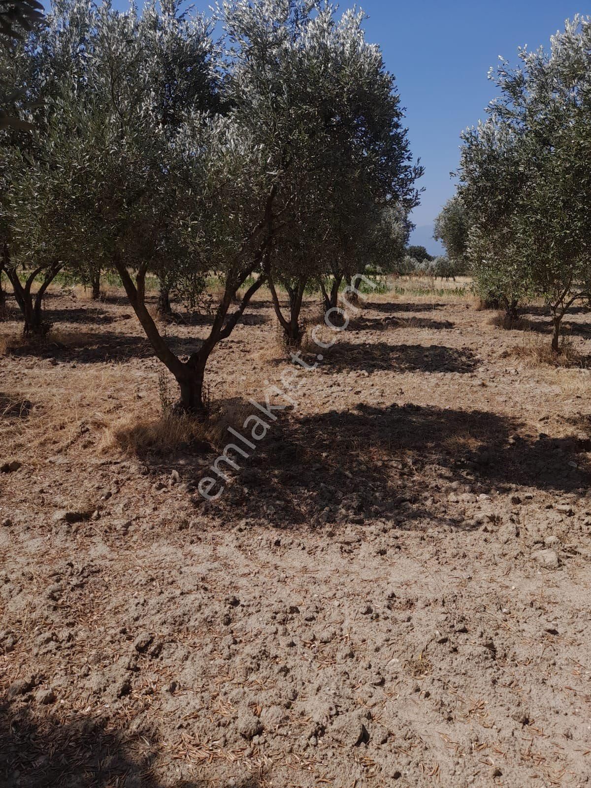 Saruhanlı Pınarbaşı Satılık Zeytinlik Saruhanlı Pınarbaşı Zeytin Bahçesi