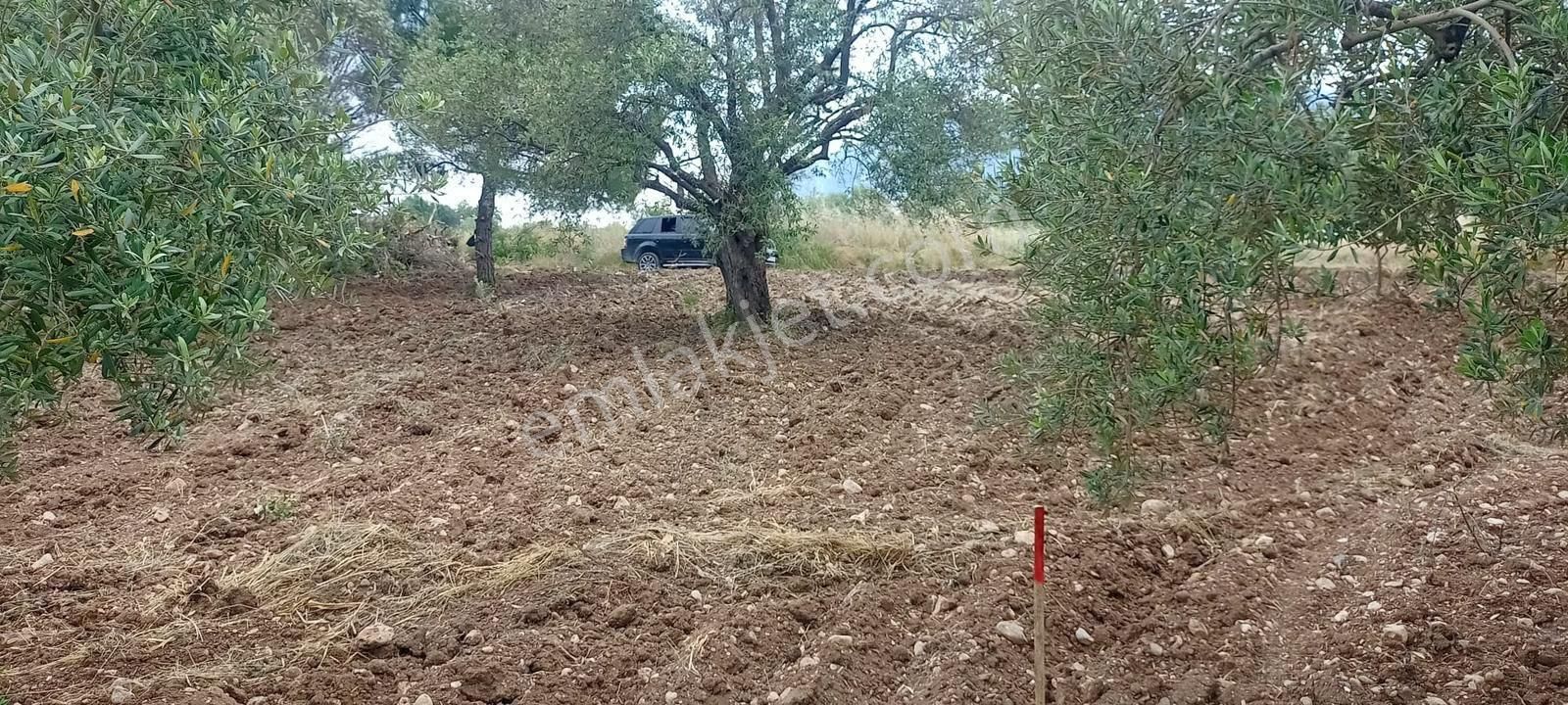 Akhisar Erdelli 1000m2 Tek Tapulu Satılık Zeytinlik - Görsel 6