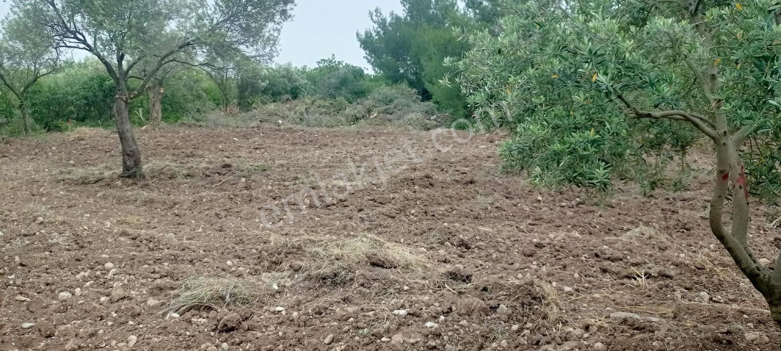Akhisar Erdelli 1000m2 Tek Tapulu Satılık Zeytinlik - Görsel 4