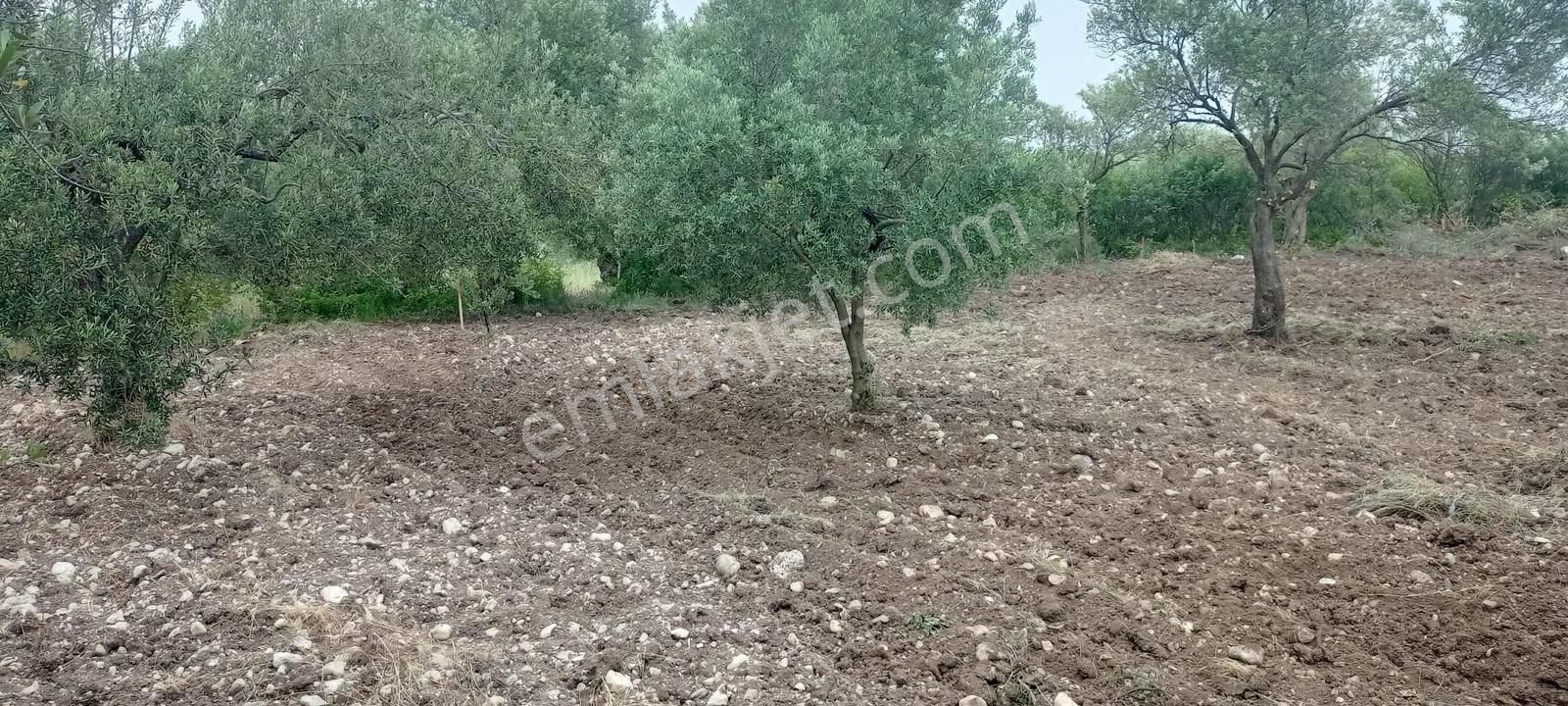 Akhisar Erdelli 1000m2 Tek Tapulu Satılık Zeytinlik - Görsel 5