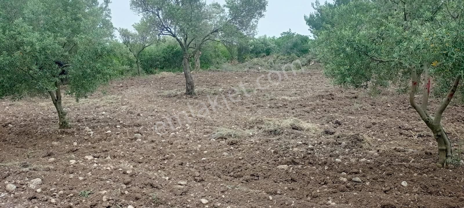 Akhisar Erdelli 1000m2 Tek Tapulu Satılık Zeytinlik - Görsel 3