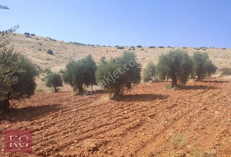 Şehitkamil Battal Satılık Tarla Kyacan Gyo'dan Battalda Satılık 4,500 Metre Fırsat Zeytin Bahçe