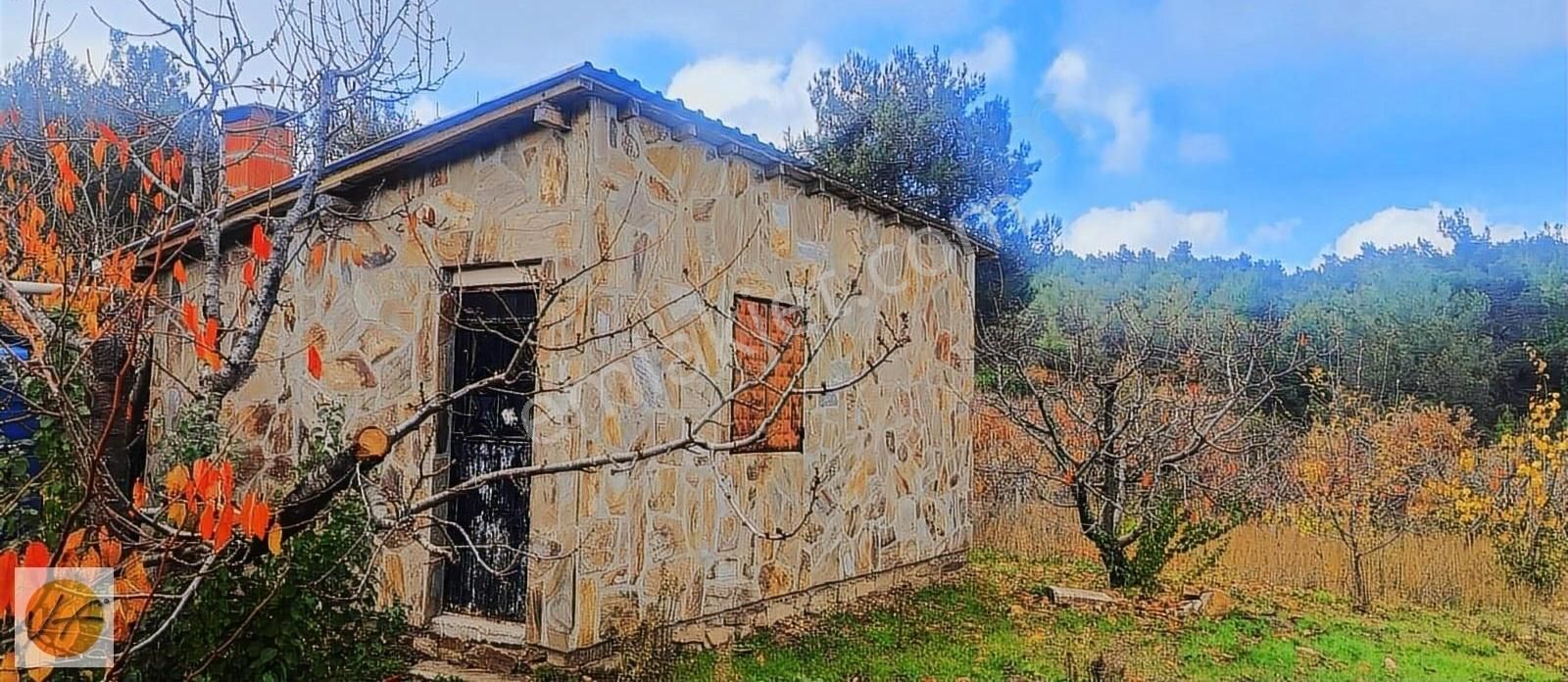 Bayındır Çınardibi Satılık Bağ & Bahçe Bayındır Çınardibinde 6642 M2 Satılık Kiraz Bahçesi