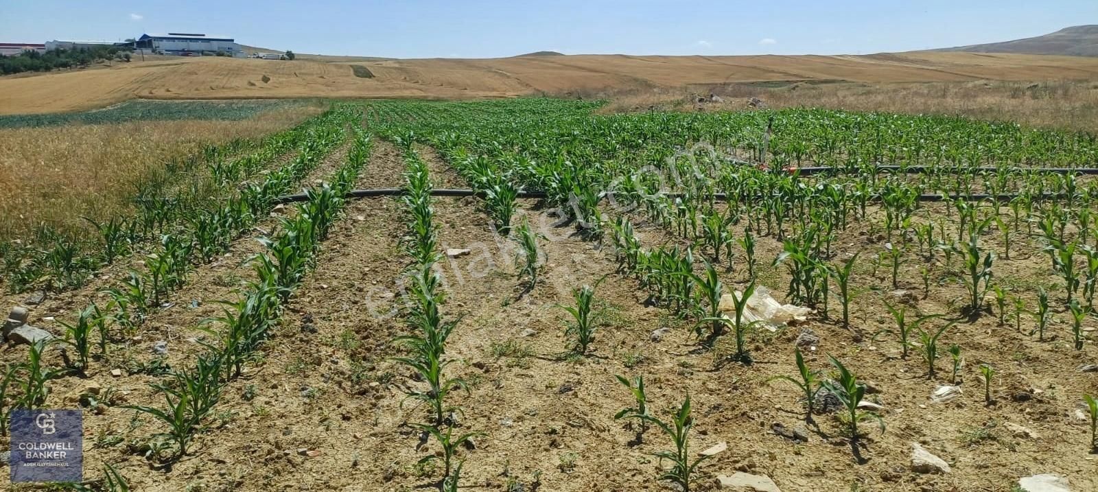 Polatlı Üçpınar Satılık Tarla Polatlı Üçpınar'da Satılık 5 Dönüm Sulu Tarla