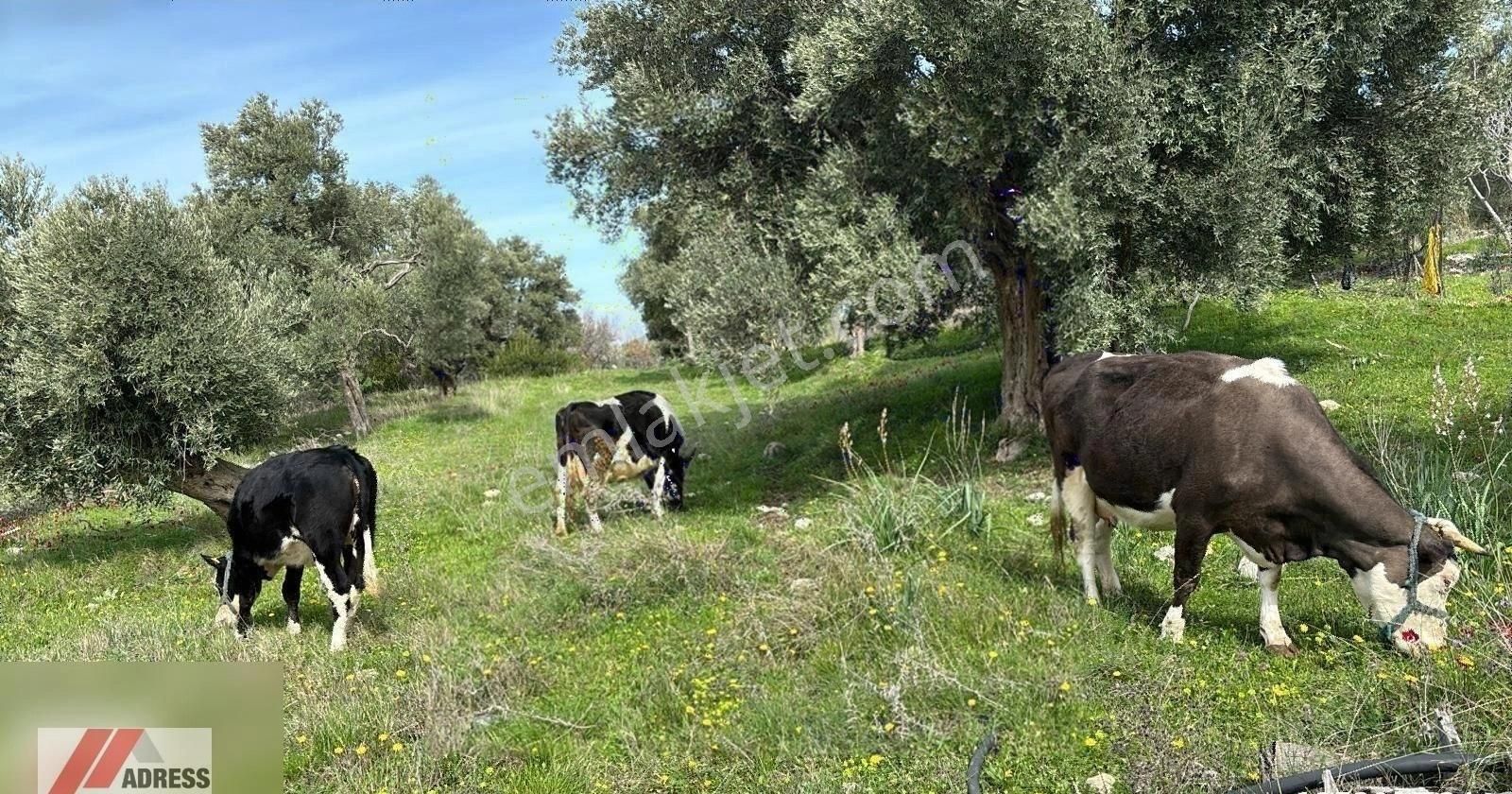 Milas Ulaş Satılık Tarla Şokk Fiyat Zeytin Hasatına Hazır Satılık Bakımlı Zeytinlik