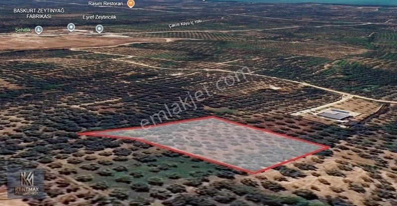 Orhangazi Çakırlı Satılık Zeytinlik Kentmax' Dan Çakırlıda 2986 M2 Göl Manzaralı Zeytinlik