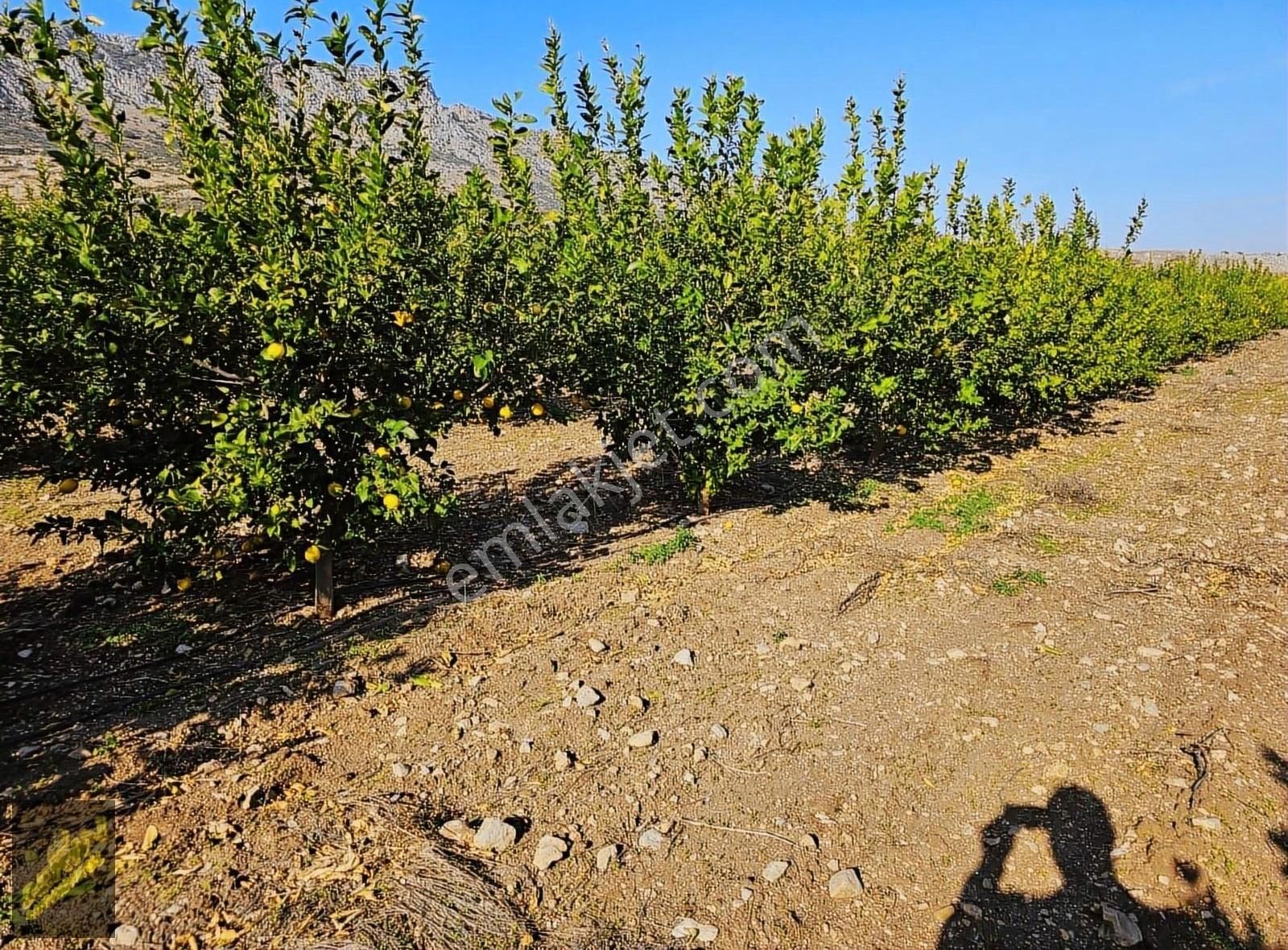 Ceyhan İsalı Satılık Bağ & Bahçe Ceyhan İsalıda 32 Dönüm Tapulu 8 Dönüm Hazine Dikenli Limon