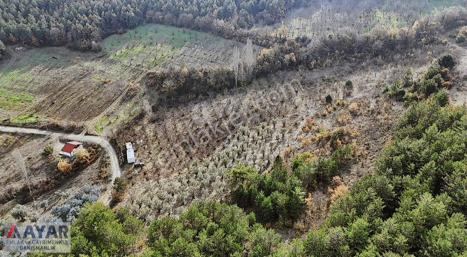 Geyve İhsaniye Satılık Bağ & Bahçe Ayar Emlaktan Geyve Ihsanıye De Zeytinlik Ve Ayvalık