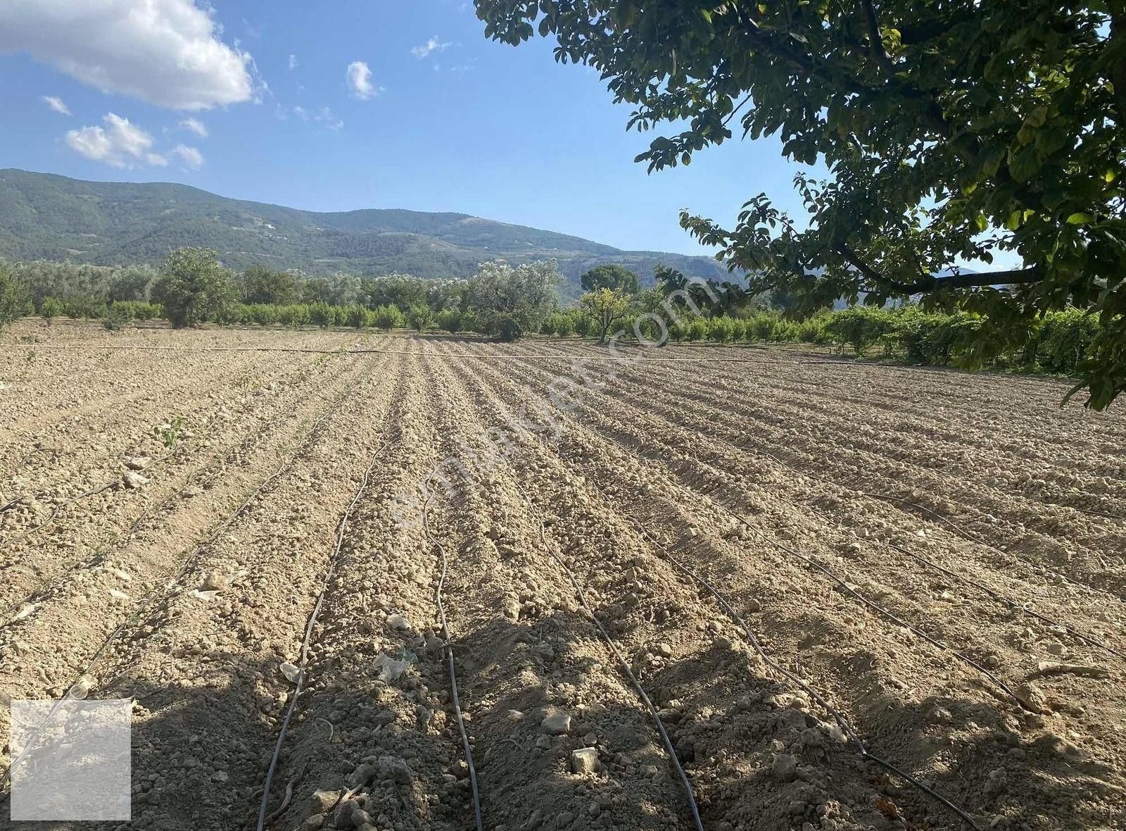 İznik Çiçekli Satılık Bağ & Bahçe İznik Sakarya Yoluna Cepheli Hobi Bahçesi