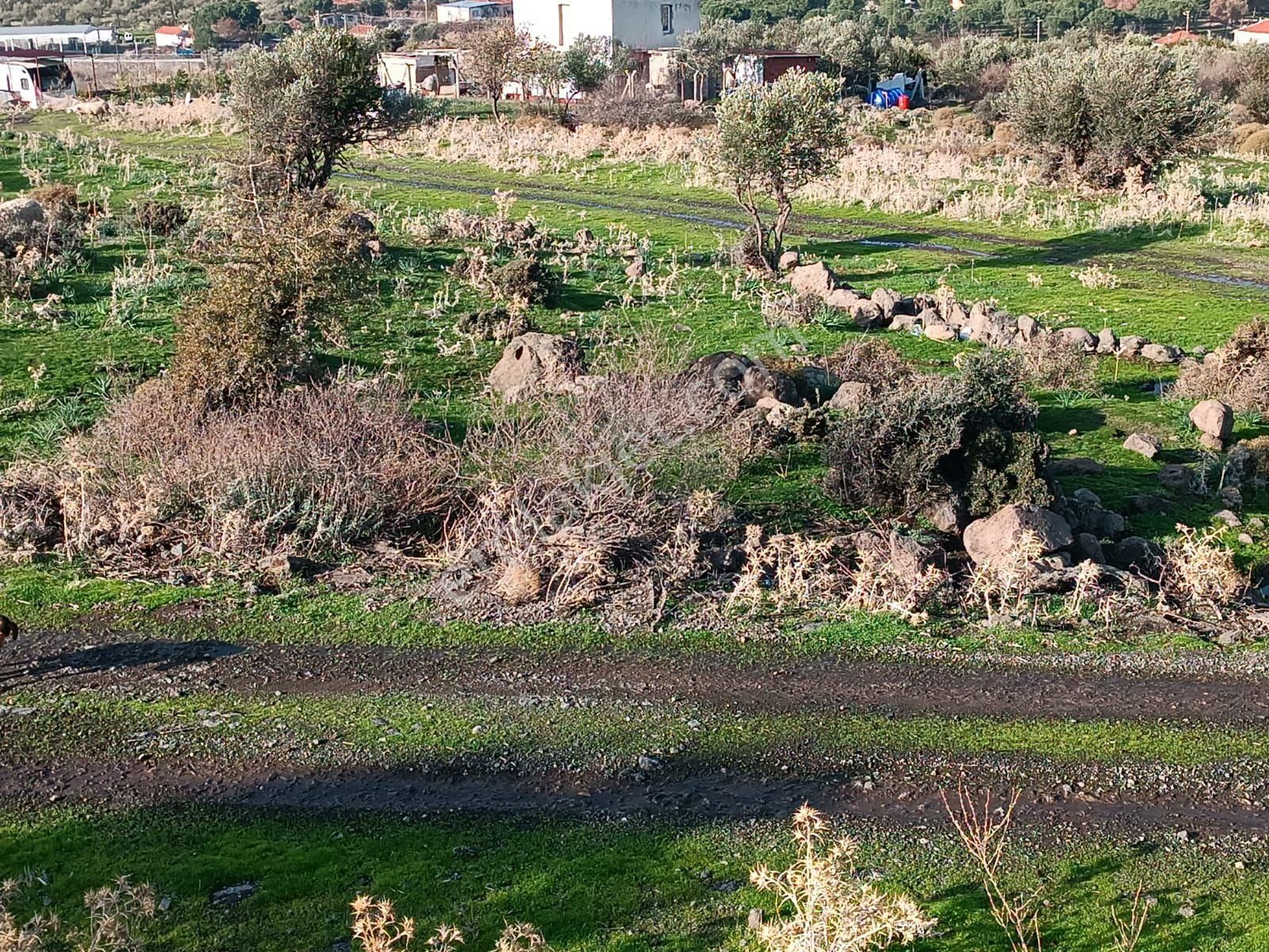 Dikili Bademli Satılık Tarla İzmir Dikili Bademli Yatırım Fırsatı Tarla