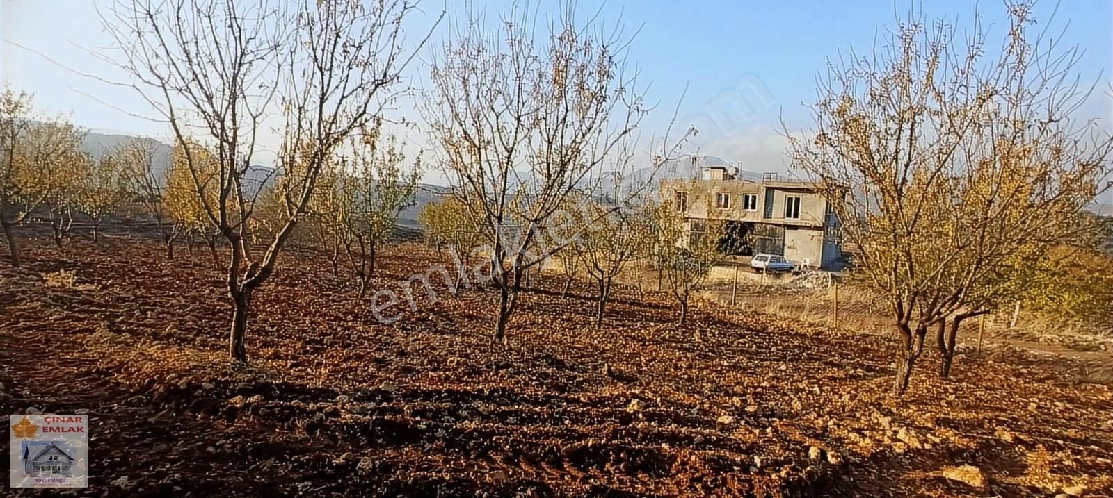 Besni Güneykaş Köyü Satılık Bağ & Bahçe Ev Yeri Düzenlenmiş Badem-zeytin Bahçesi