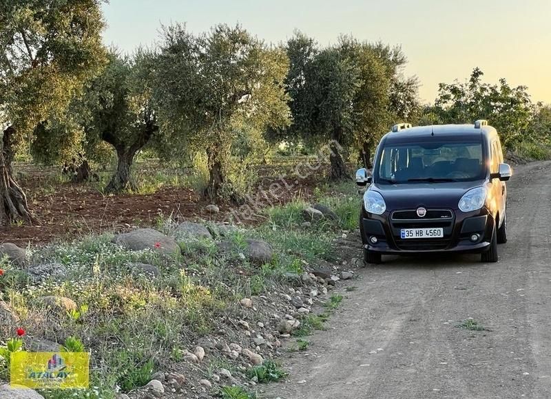 Kilis Merkez Akıncı Köyü Satılık Zeytinlik Satlık Kilis Merkez Akıncı Mahellesinde Evlik Zeytin Bahcesi