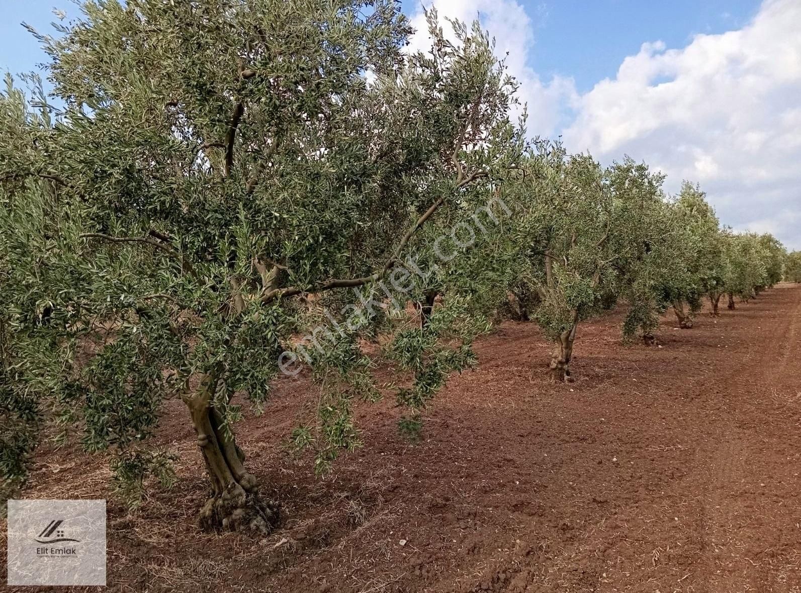 Akhisar Kapaklı Satılık Zeytinlik Elit Emlak'tan Satılık Zeytinlik