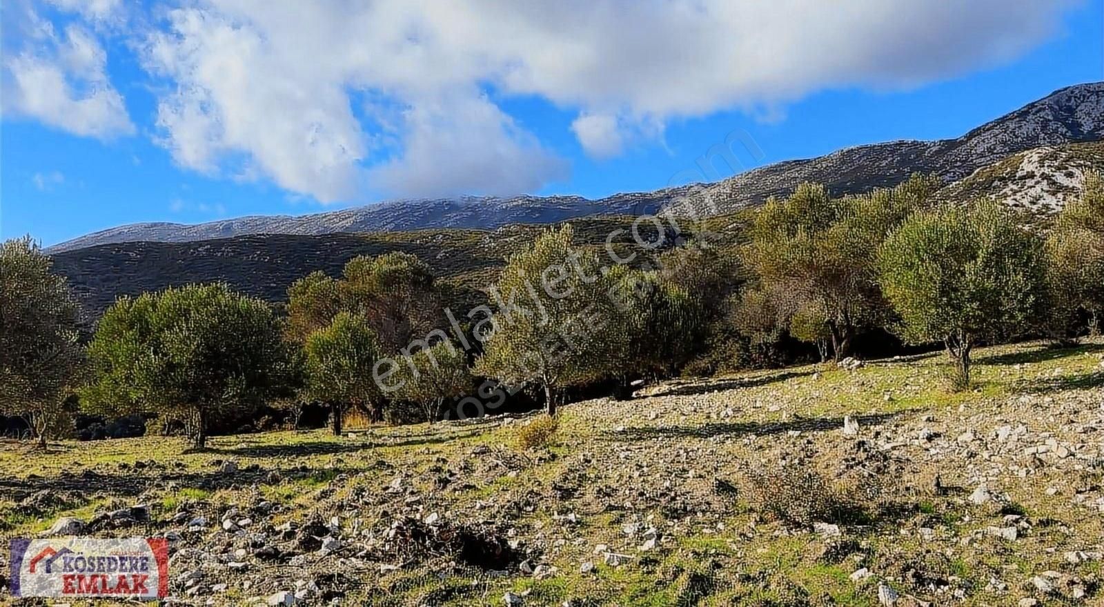 Karaburun Kösedere Satılık Tarla Köy İçinde Etrafında Taş Evlerin Yer Aldığı Hayalinizdeki Tarla