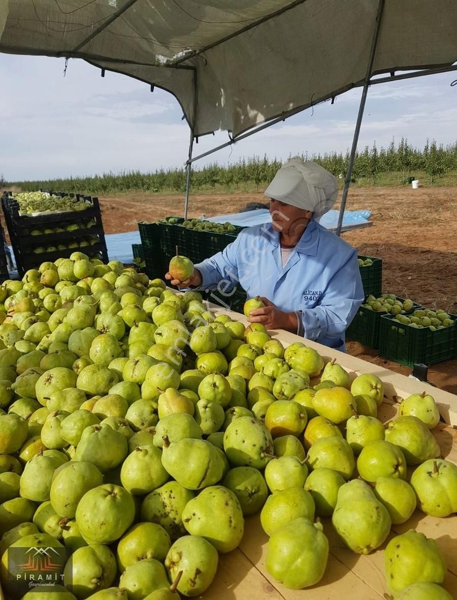 Hayrabolu Hedeyli Satılık Bağ & Bahçe Hayrabolu Hedeyli Satılık Meyve Bahçesi 47.400m2 Krediye Uygun