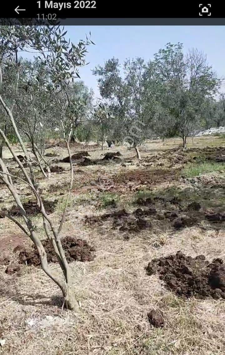 Bozdoğan Mahallesinde Zeytinli Bahçe Restaurant Arkası Tarlanın 1/4 Hissesi Satılık - Görsel 4