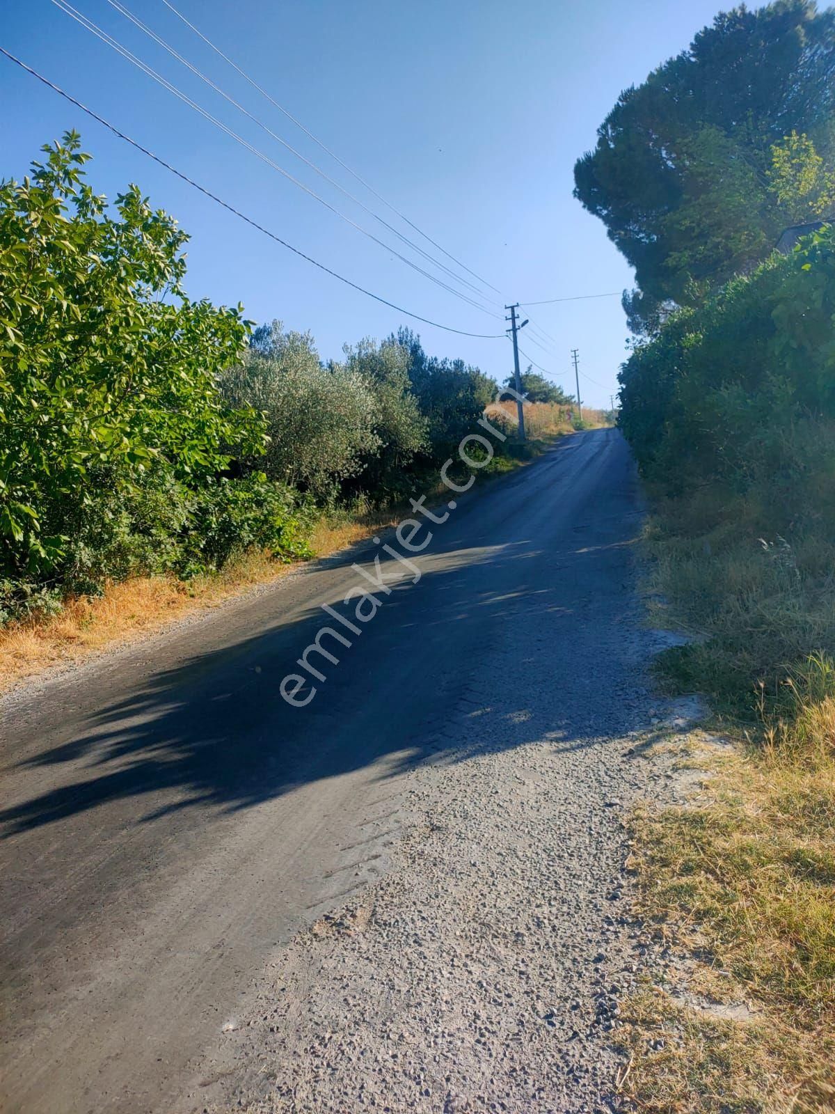 Soma Bayat Satılık Tarla Konumu Güzel Zeytinlik