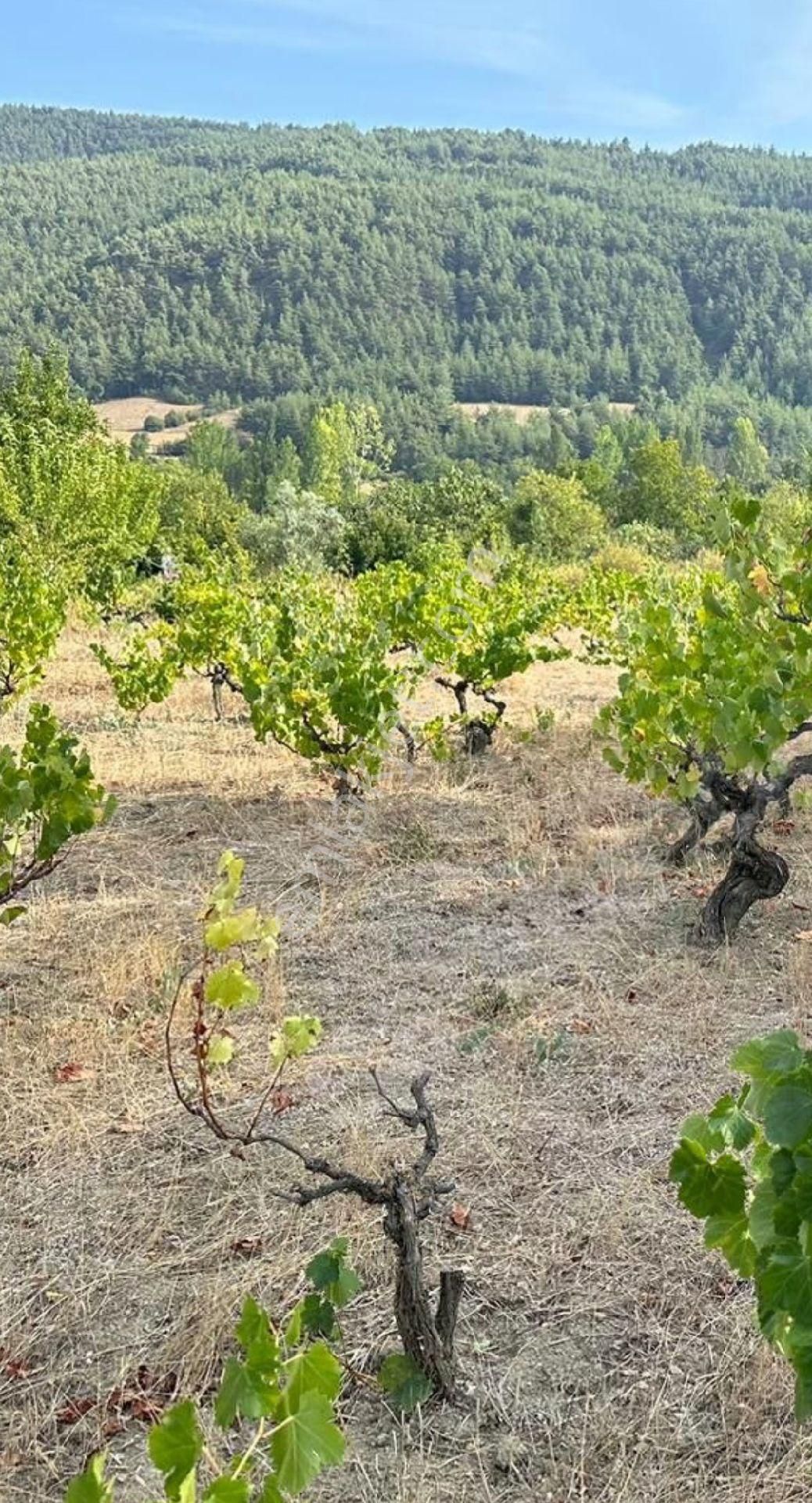 Geyve Şehren Satılık Tarla Sakarya Geyve Şehren De Bağ Yeri