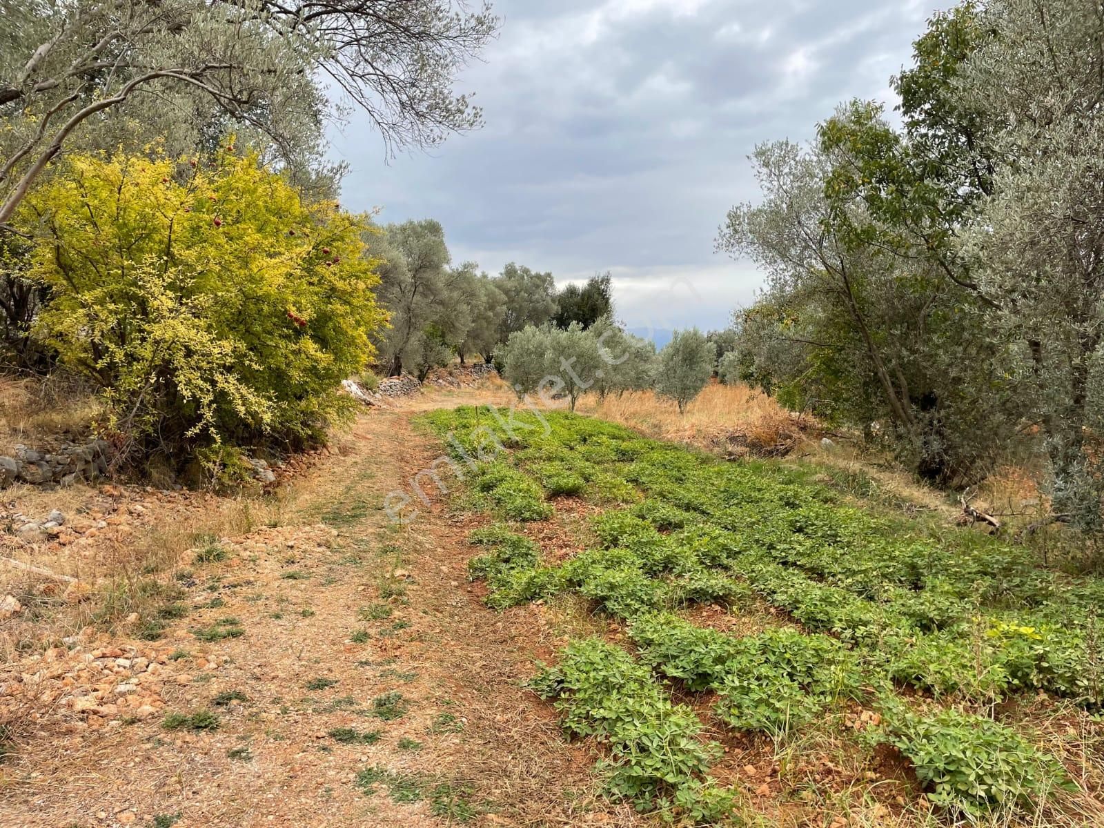 Fethiye Söğütlü Satılık Tarla Fethiye Söğütlü Mahallesinde 1370 M² Satılık Tarla