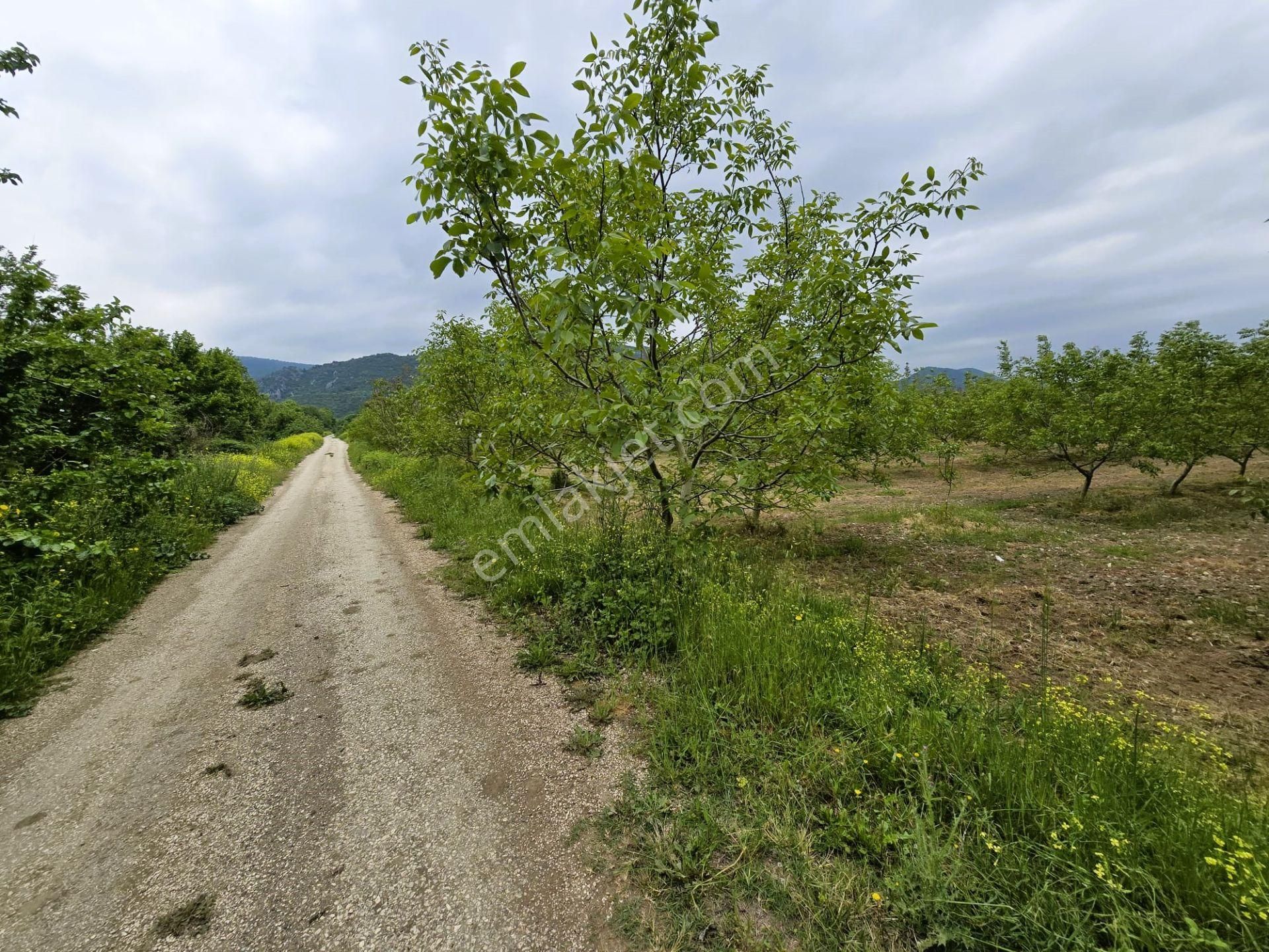 Nilüfer Fadıllı Satılık Tarla Bursa Nilüfer Fadıllı'da 3432m2 Tek Tapu Asfalt Yola Cephe Arazi