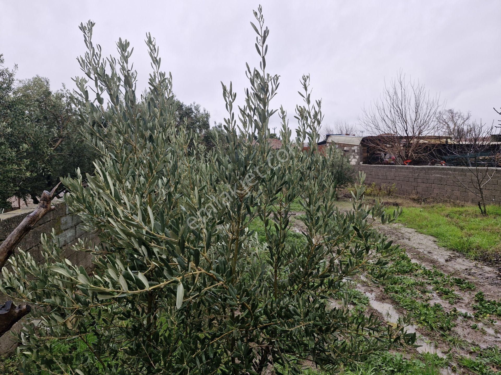 Akhisar Kayalıoğlu Mahallesi Satılık Arsalı Köy Evi - Görsel 14