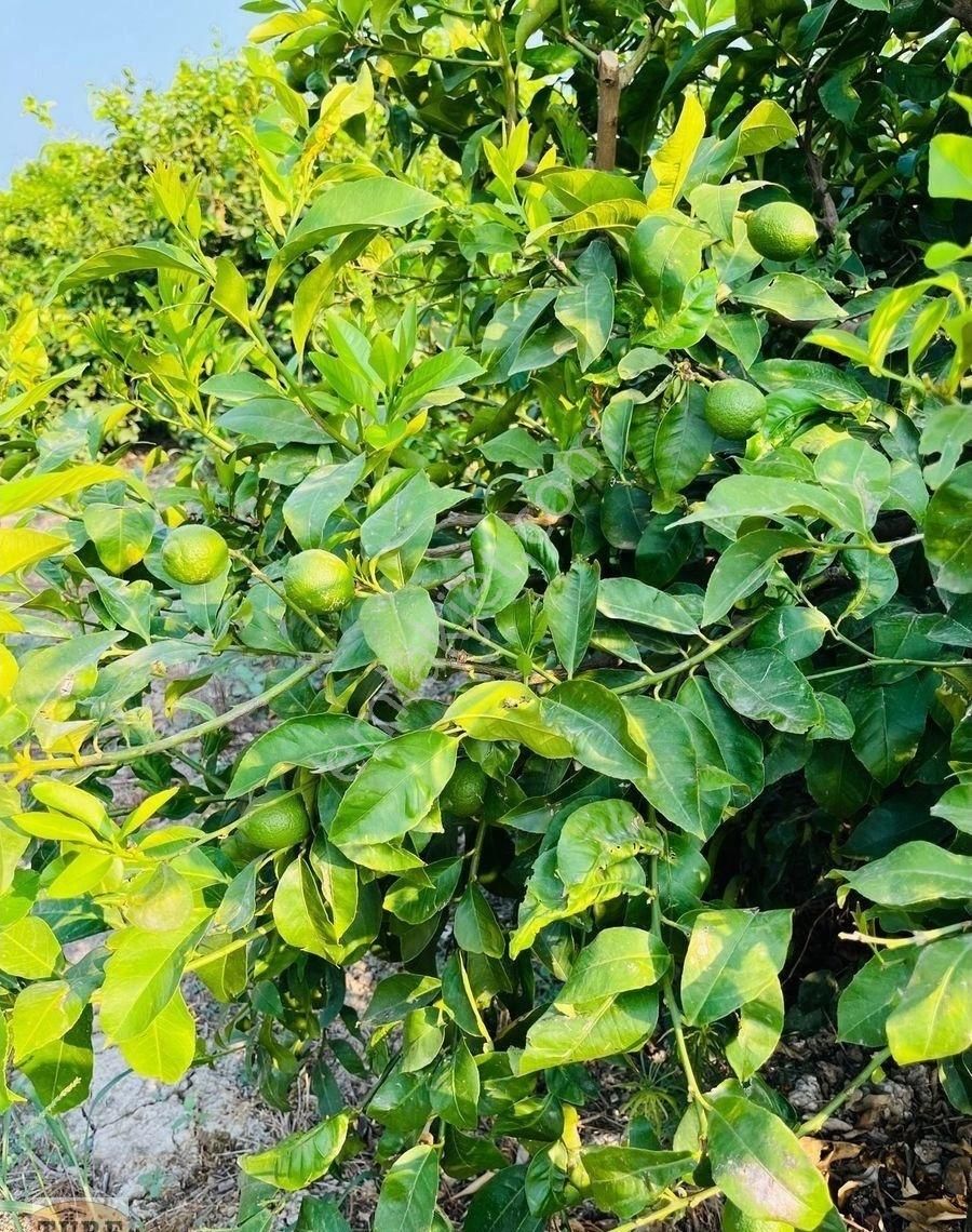 Silifke Kurtuluş Satılık Bağ & Bahçe Türe Gayrimenkulden Silifke Kurtuluşta Satılık Limon Bahçesi