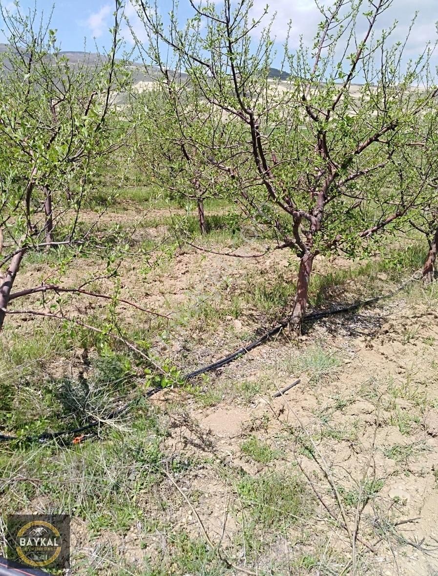 Baykal'dan Develi Tek Tapu 5,763 M2 Erciyes Dibinde Elma Bahçesi - Görsel 5