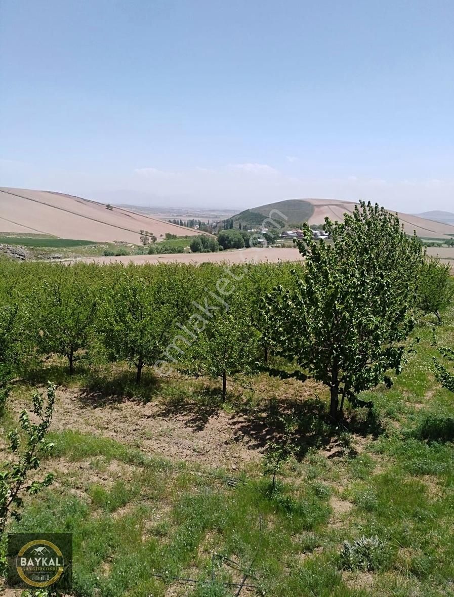 Baykal'dan Develi Tek Tapu 5,763 M2 Erciyes Dibinde Elma Bahçesi - Görsel 7