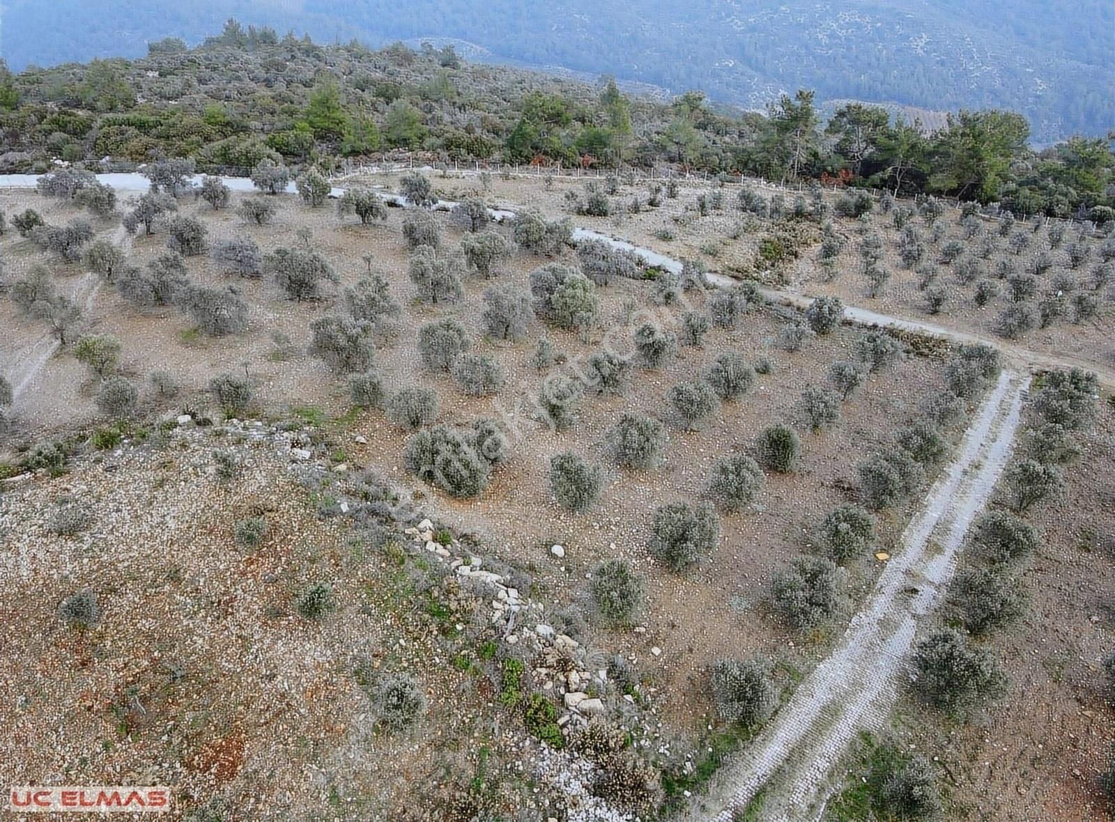 Menderes Gölova Satılık Tarla Üç Elmastan Kendinizi Kaybedeceğiniz 32.500 M²tek Tapu Zeytinlik