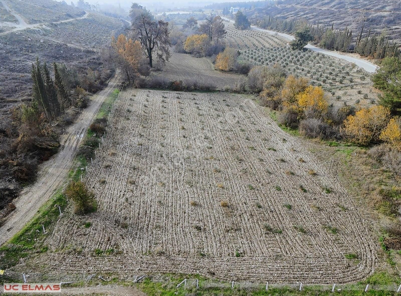 Menderes Altıntepe Satılık Tarla Üç Elmastan Muhteşem Bir Doğanın İçinde 5.000 M²zeytin Bahçesi