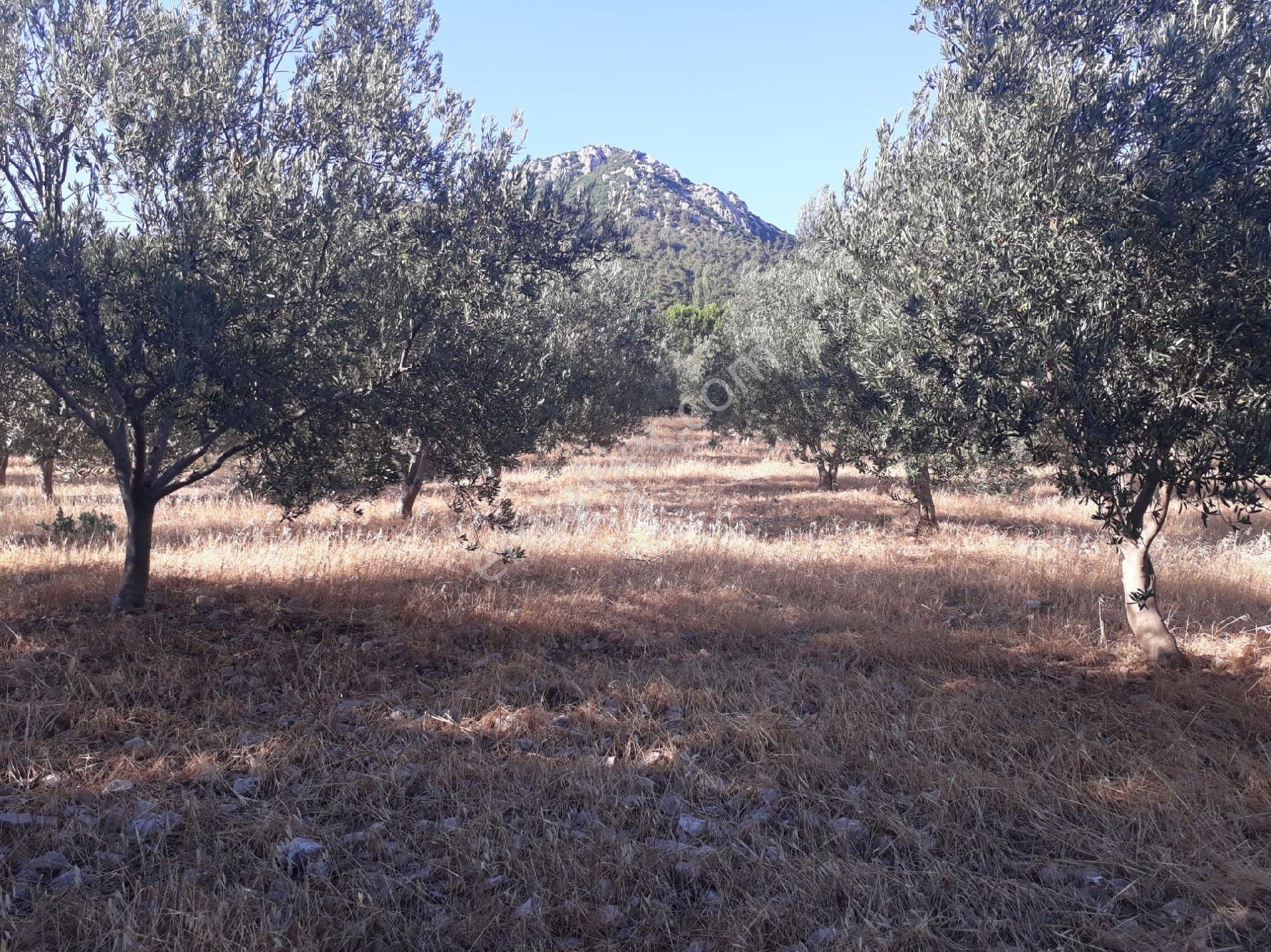 Bergama Çamoba Satılık Zeytinlik Sahibinden Zeytinlik