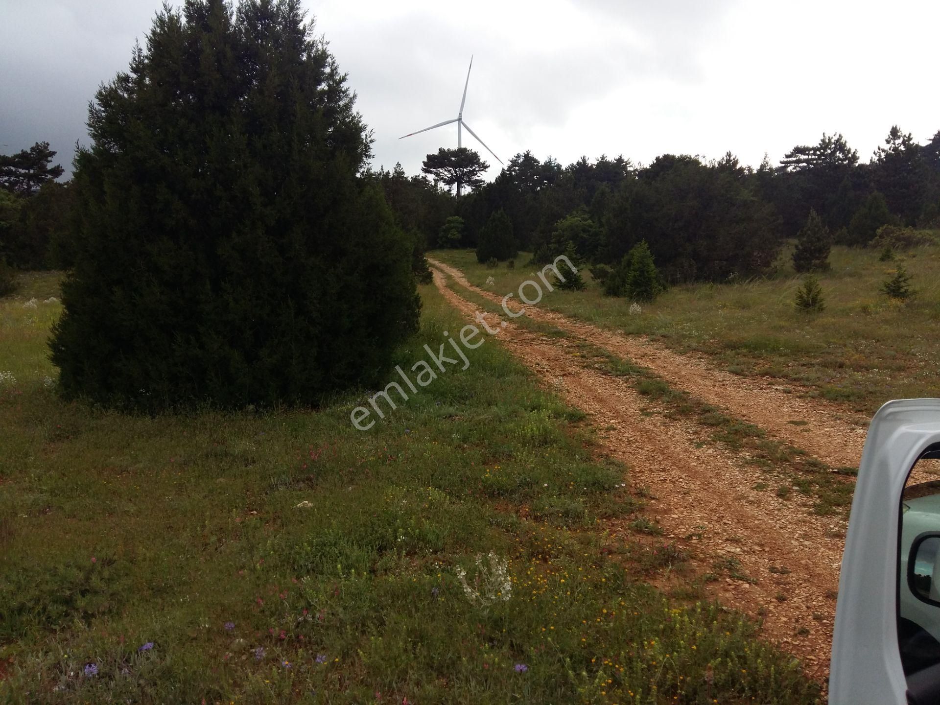 Bozüyük Ormangüzle Köyü Satılık Tarla Ormangüzle Satılık Kadastro Yolu Mevcut Tarla