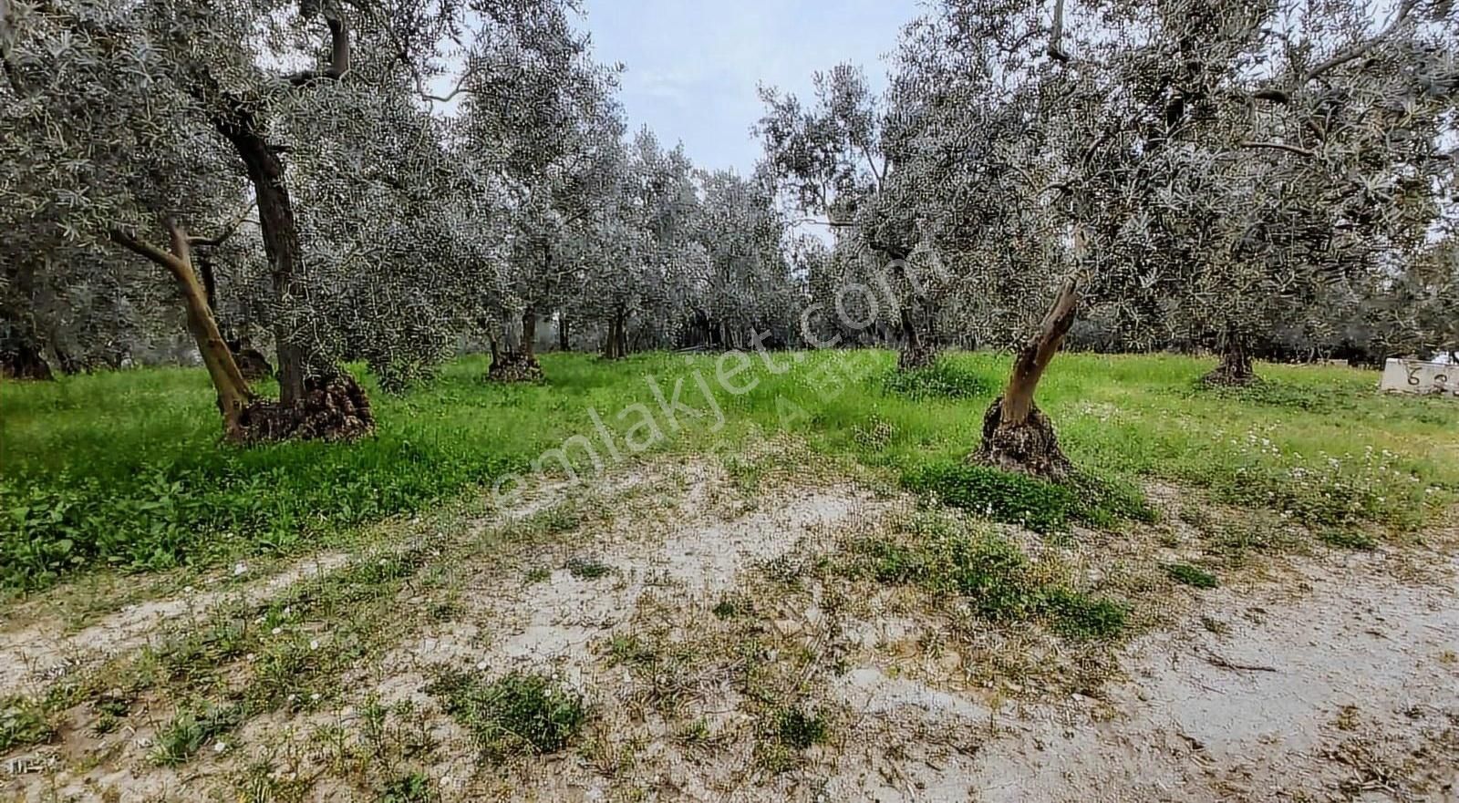 İznik Göllüce Satılık Zeytinlik İznik Göllüce' De Göl Manzaralı Kupon Zeytinlik