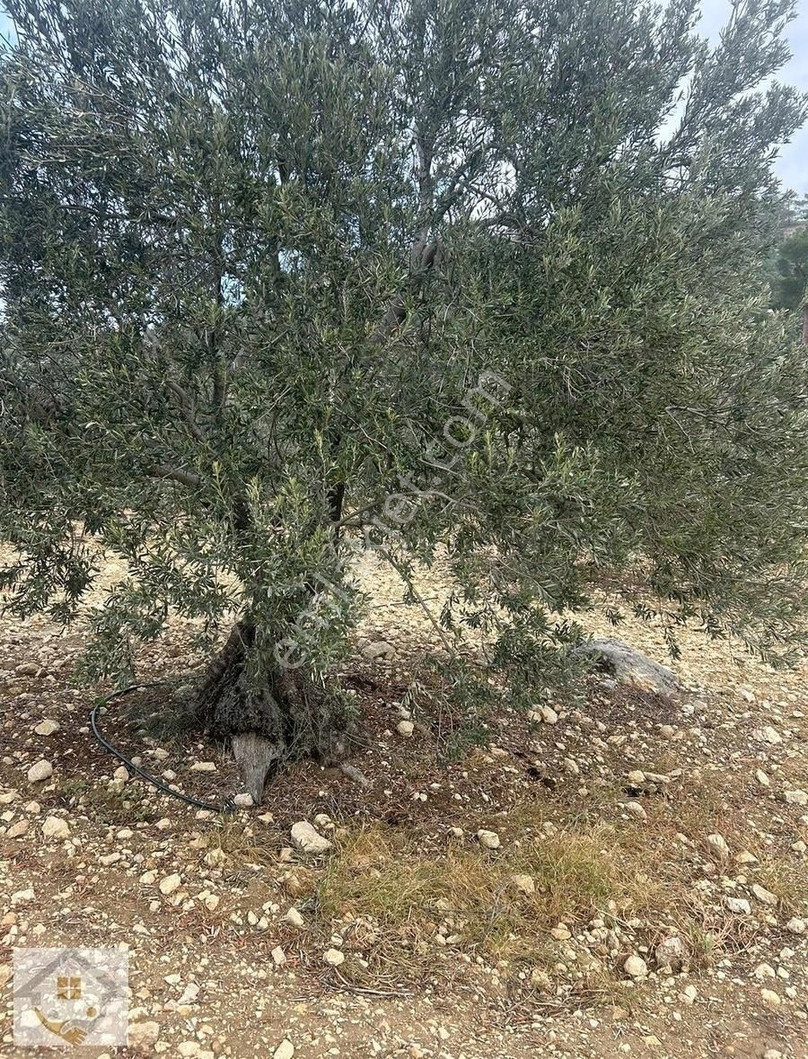 Mut Geçimli Satılık Bağ & Bahçe Geçimli Mahallesi Yatırımlık Zeytin Bahçesi