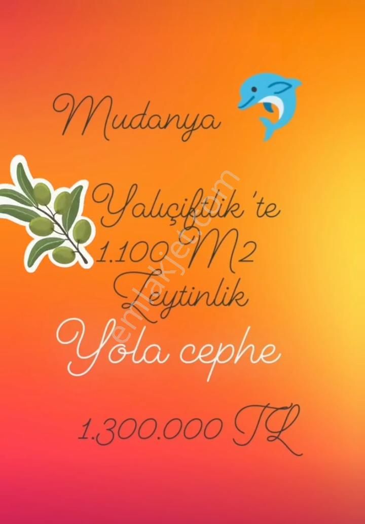 Mudanya Yalıçiftlik Satılık Zeytinlik Trilye / Yalıçiftlikte 1.100 M2 ,yola Cephe Zeytinlik