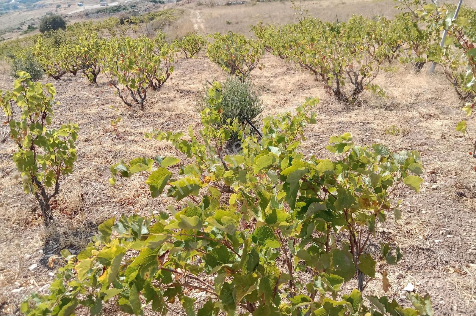 Şarköy Tepeköy Satılık Bağ & Bahçe Yatırımlık Üzüm Bağı Burak Emlaktan