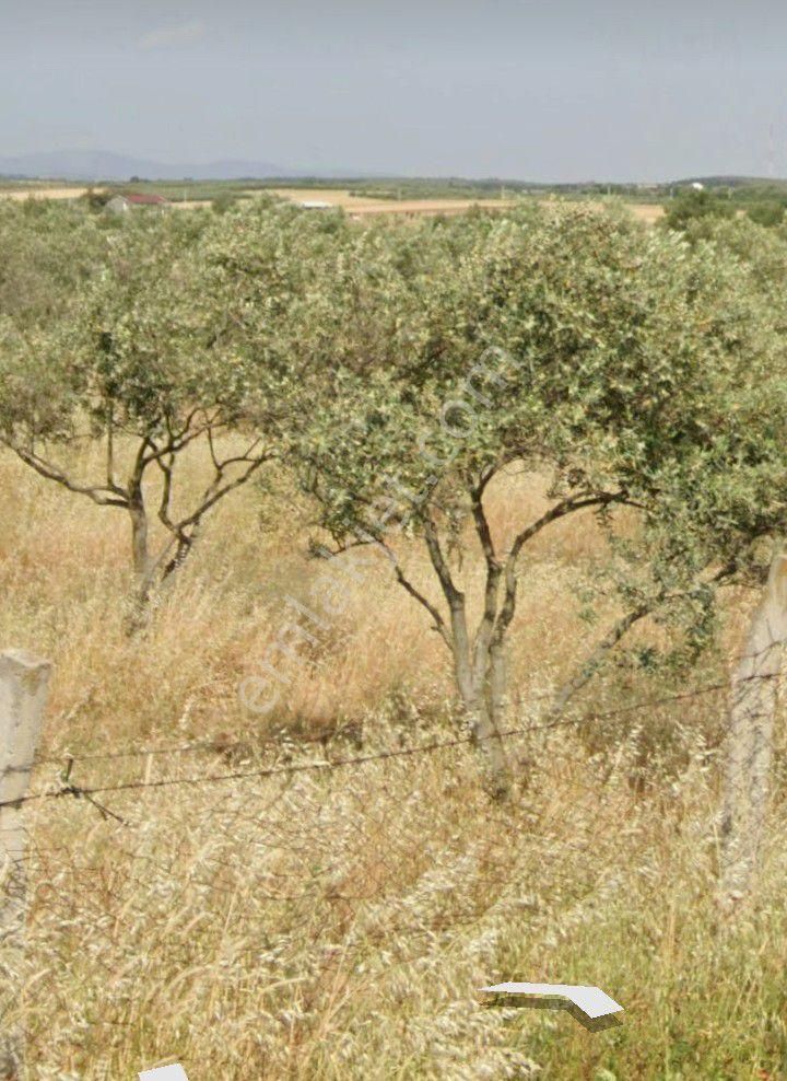 Menderes Oğlananası Atatürk Satılık Tarla İzmir Menderes Oğlananasında Cadde Üstü Satılık 10 Dönüm Tarla