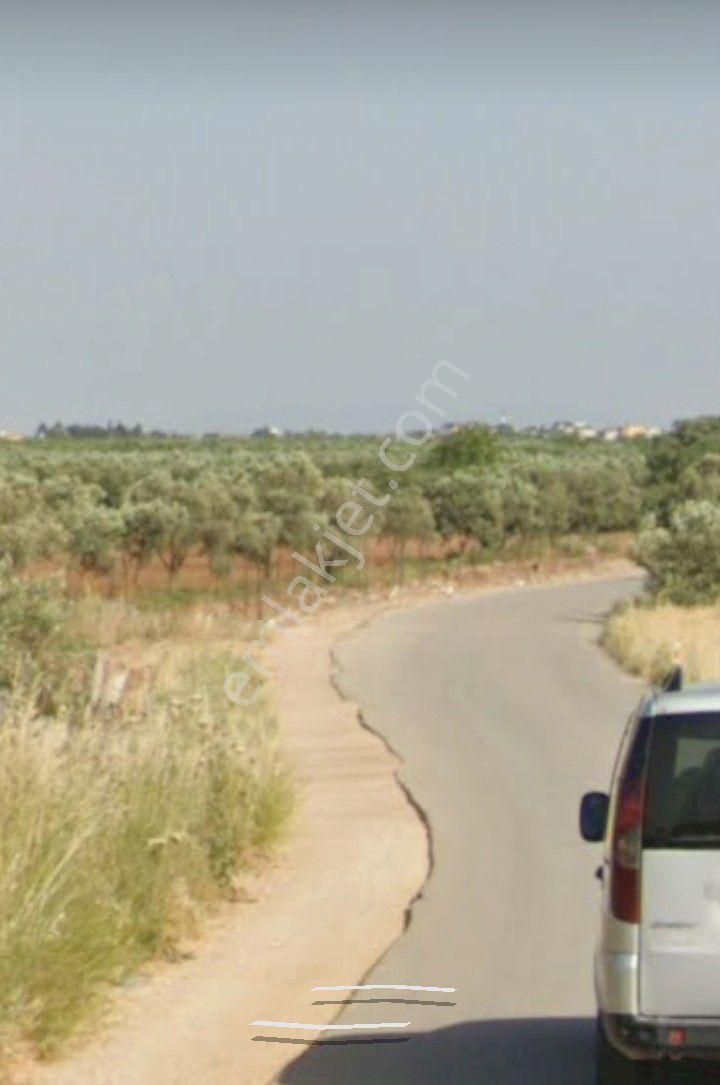 İzmir Menderes Oğlananasında Cadde Üstü Satılık 10 Dönüm Tarla - Görsel 3