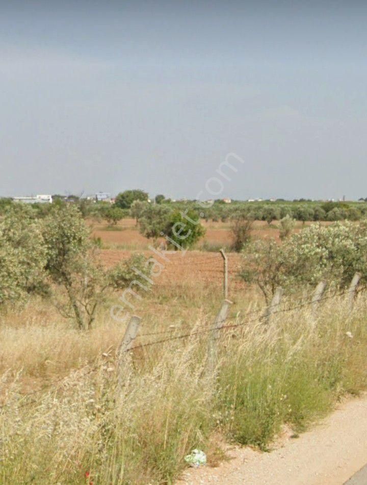 İzmir Menderes Oğlananasında Cadde Üstü Satılık 10 Dönüm Tarla - Görsel 2