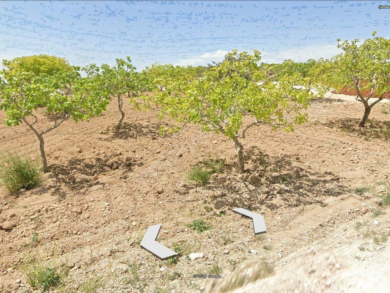 Yaşarsoy Gyo'dan Karaköprü Büyükördek'te 40 Yaşında Fıstıklık