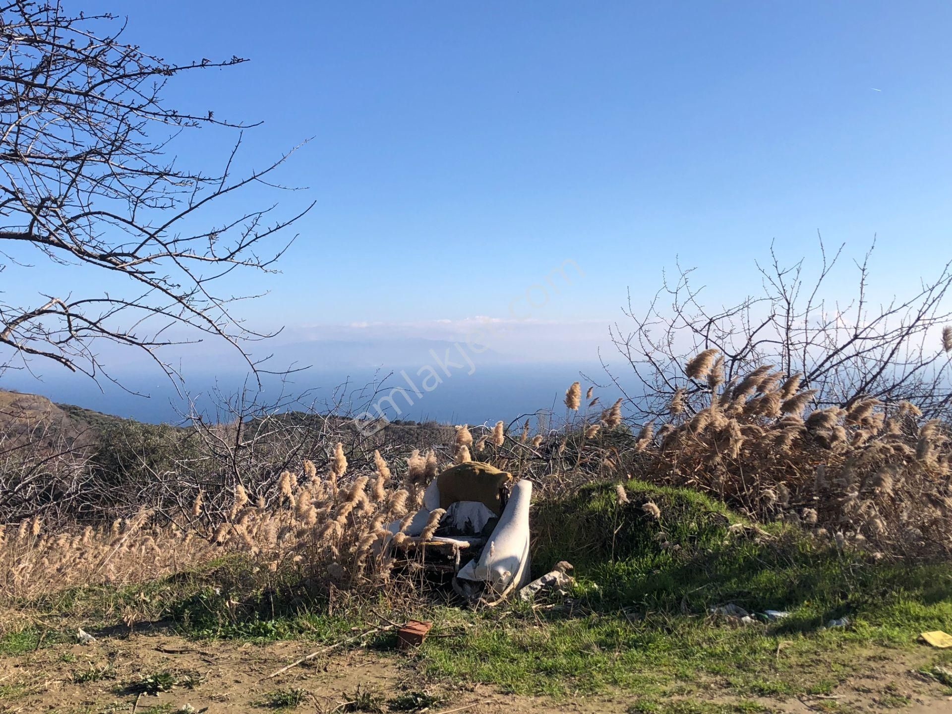 Şarköy Çınarlı Satılık Bağ & Bahçe Şarköy De Işık Emlaktan Çınarlı Mah De 1620 M2 Bağ Ve Kirazlık.