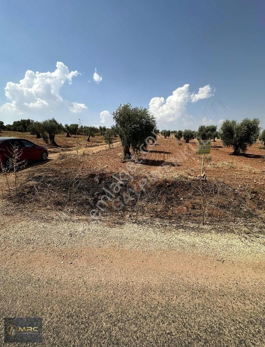 Kilis Merkez Öncü Pınar Satılık Tarla Mrc Gayrimenkulden Satılık Kuru Kastel Asfaltına Sıfır Zeytinlik