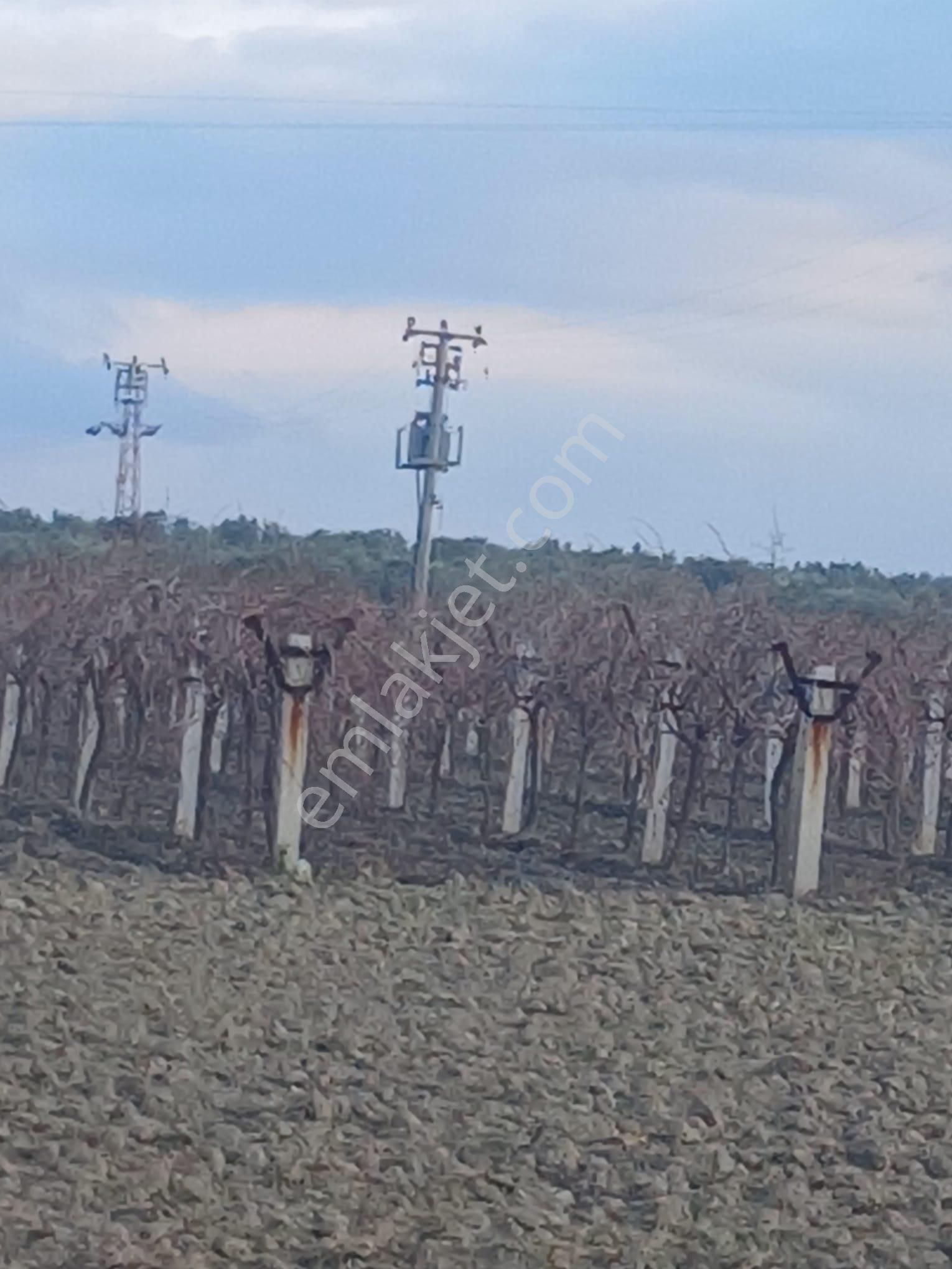 Saruhanlı Azimli Satılık Zeytinlik Manisa Hacı Rahmanlıda Acil Satılık Uygun Fiyatlı 3750 M2 Zeytinlik