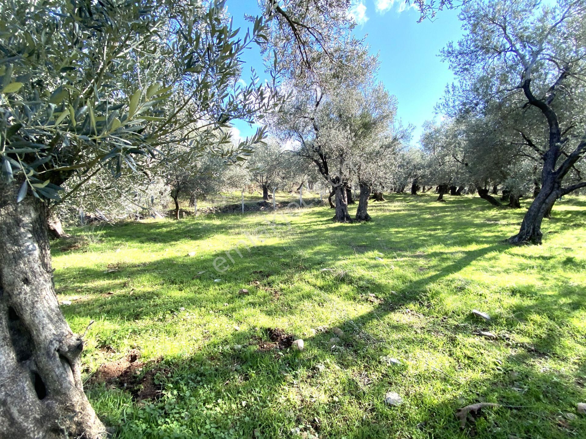 Edremit Mehmetalan Satılık Zeytinlik 🌳🌳gültaş Emlaktan Mehmetalanda Satılık Hesaplı Zeytinlik