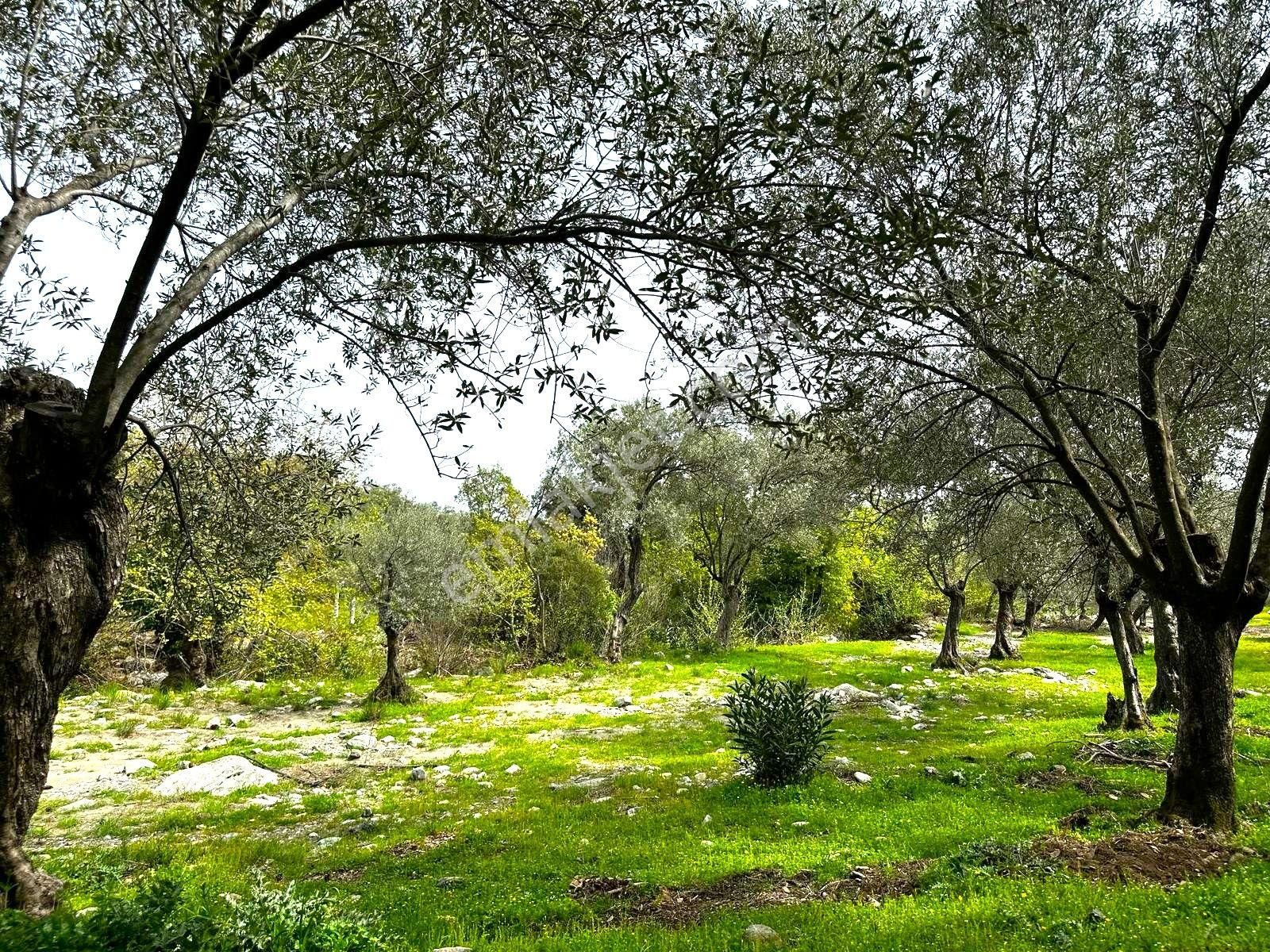 Edremit Güre Satılık Zeytinlik 🌳🌳gültaş Emlaktan Gürede Satılık Dereye Cepheli 1165m Düz Zeytinlik