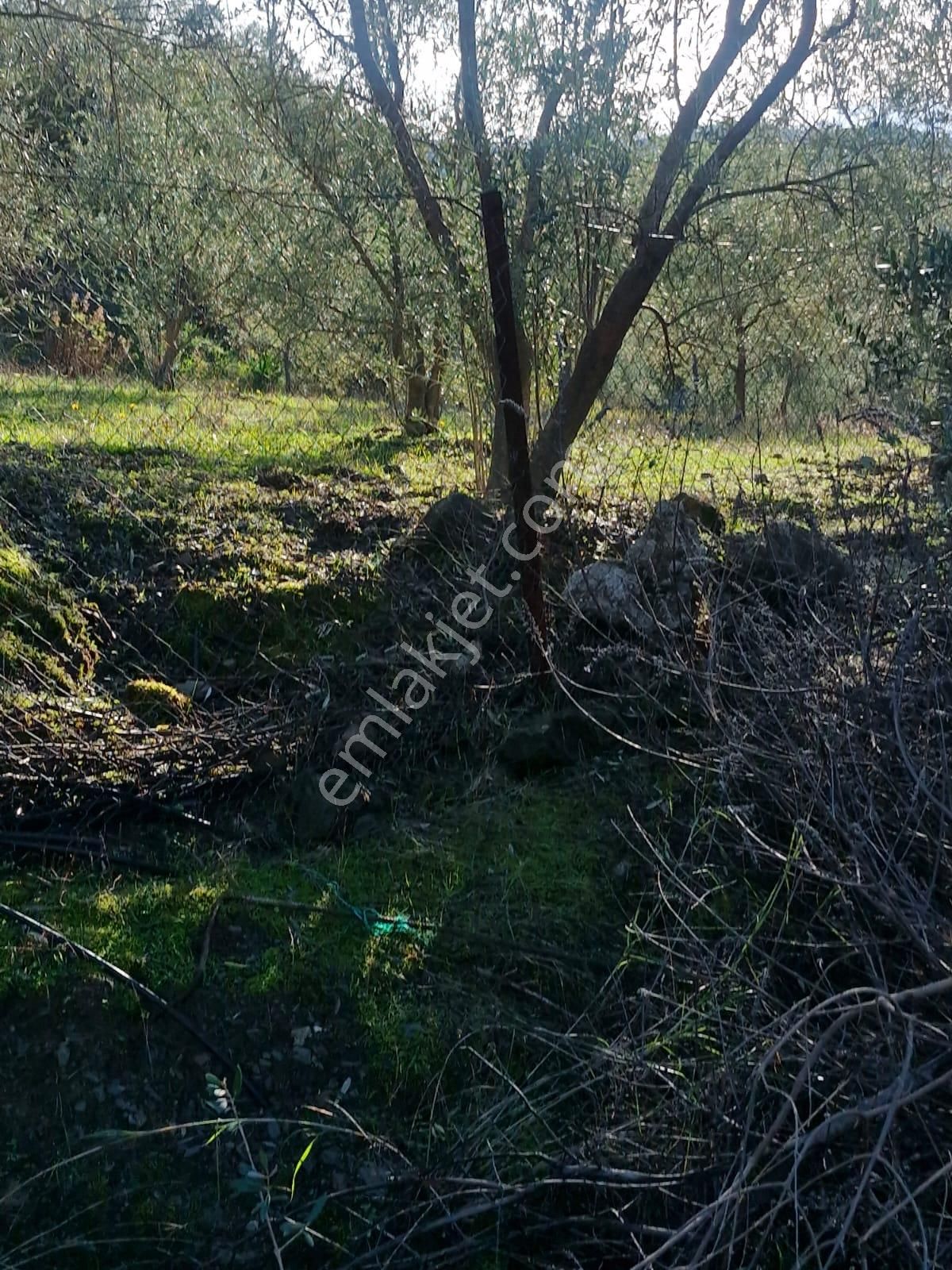 Muğla Ortaca Gökbelde Deniz Ve Göl Manzaralı Satılık 3500 M2 Tarla - Görsel 5